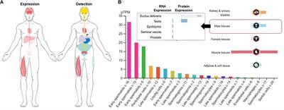 Irisin, Energy Homeostasis and Male Reproduction